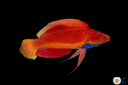 Sailfin Fairy Wrasse ( Are They Really Worth The Money? )