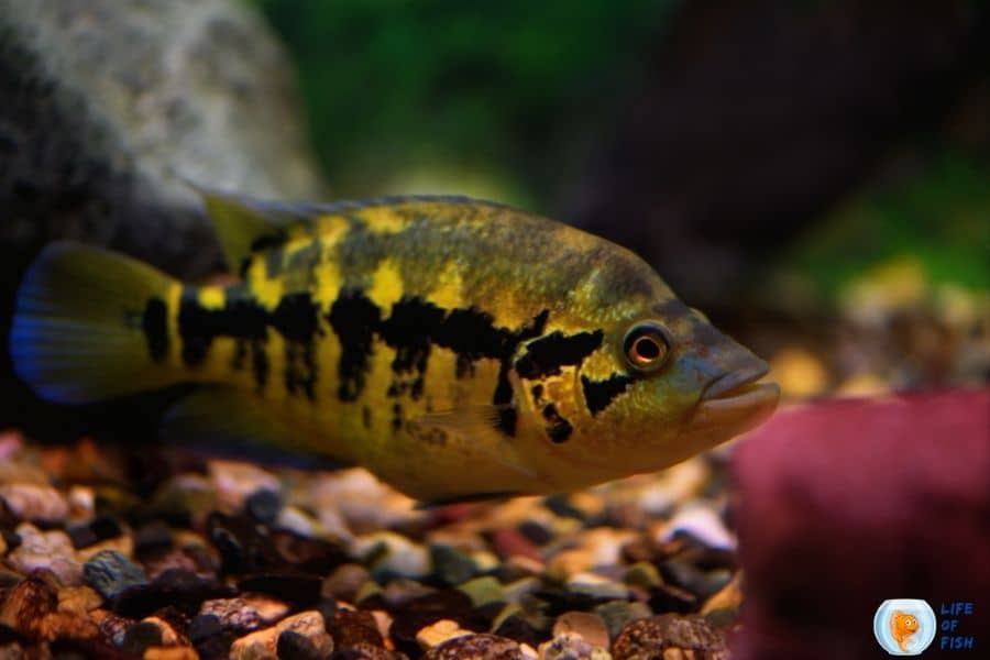 Firemouth cichlid tank mates