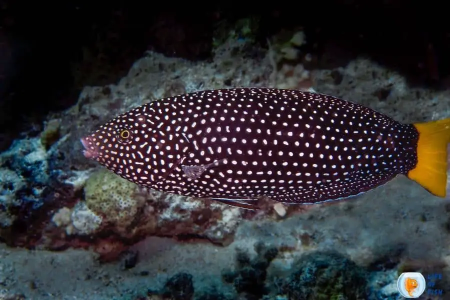 Spotted Wrasse