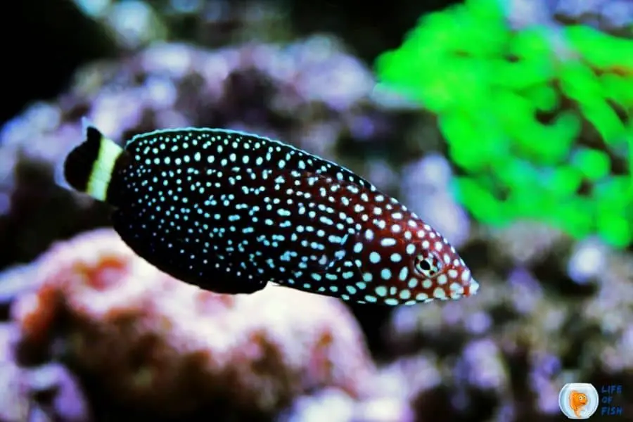 Spotted Wrasse Care ( Look How Adorable They Are! )