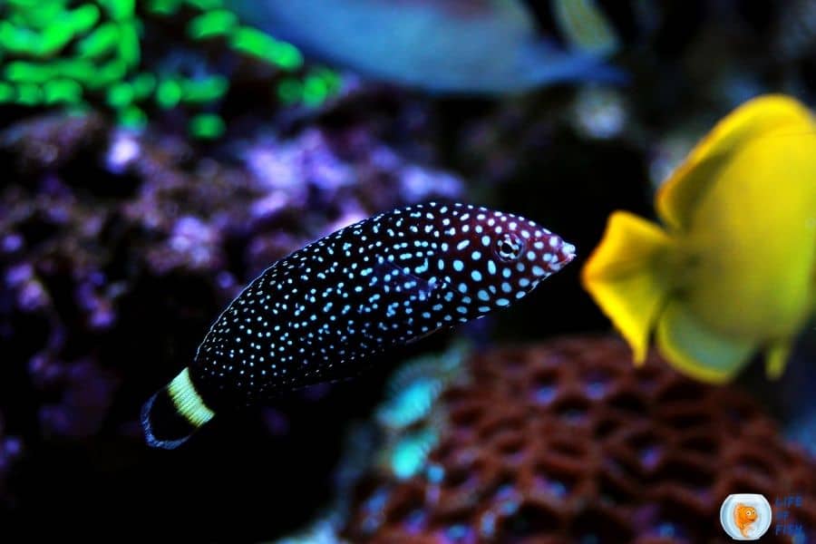 Spotted Wrasse