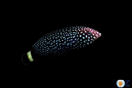 Spotted Wrasse Care ( Look How Adorable They Are! )