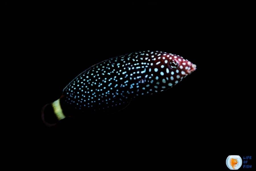 Spotted Wrasse