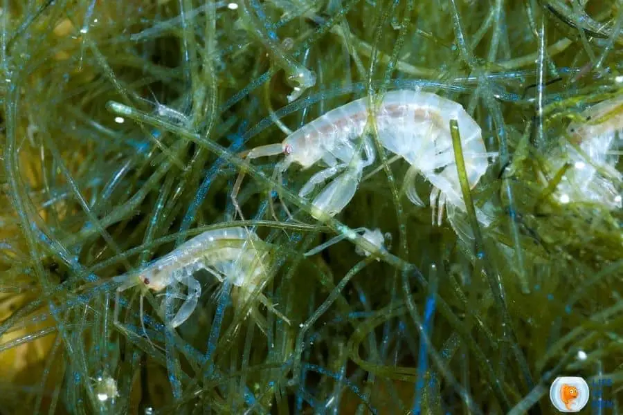 Water Mites In Fish Tank