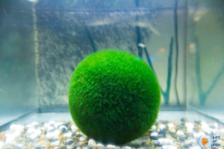 Why Is My Moss Ball Floating? ( Because Of Photosynthesis! )