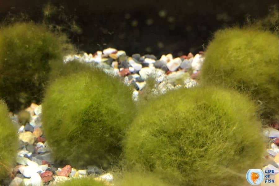 Why Is My Moss Ball Floating
