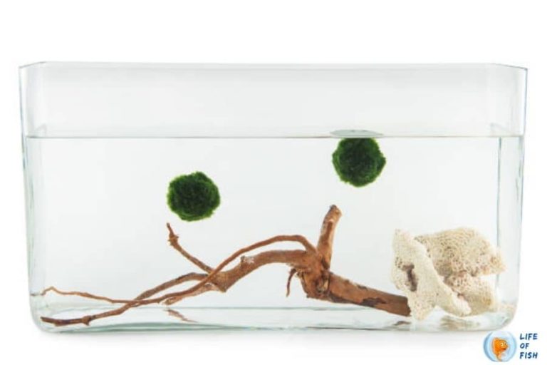 Why Is My Moss Ball Floating? ( Because Of Photosynthesis! )