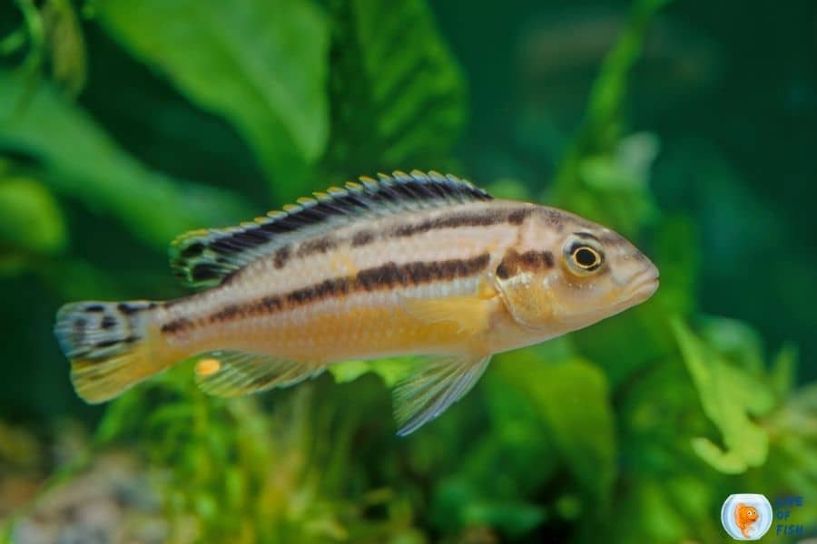 auratus cichlid