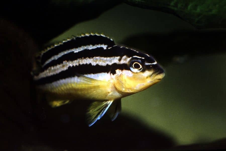 auratus cichlid