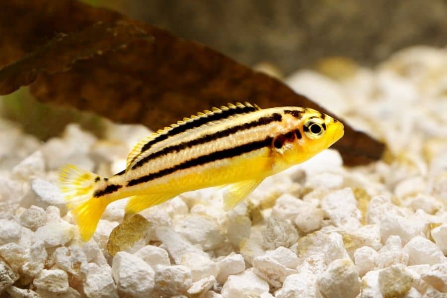 auratus cichlid