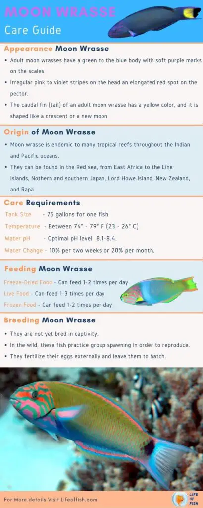 moon wrasse