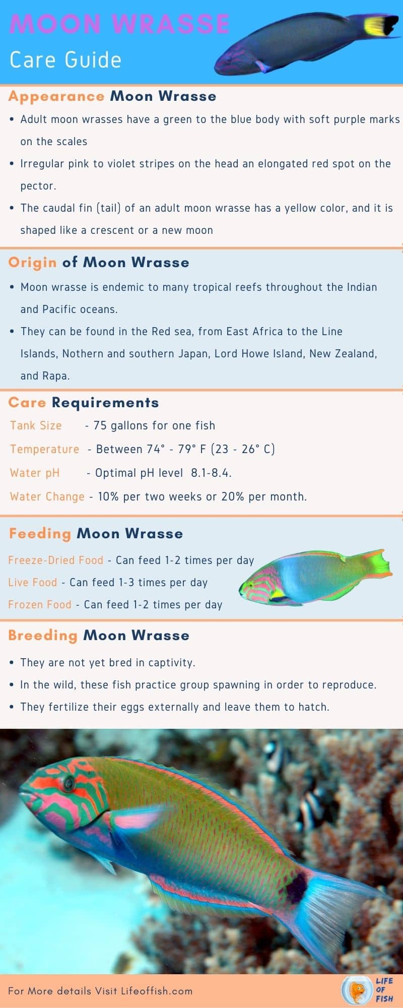 Moon Wrasse Care And Breeding ( A Beautiful And Magical Fish ! )