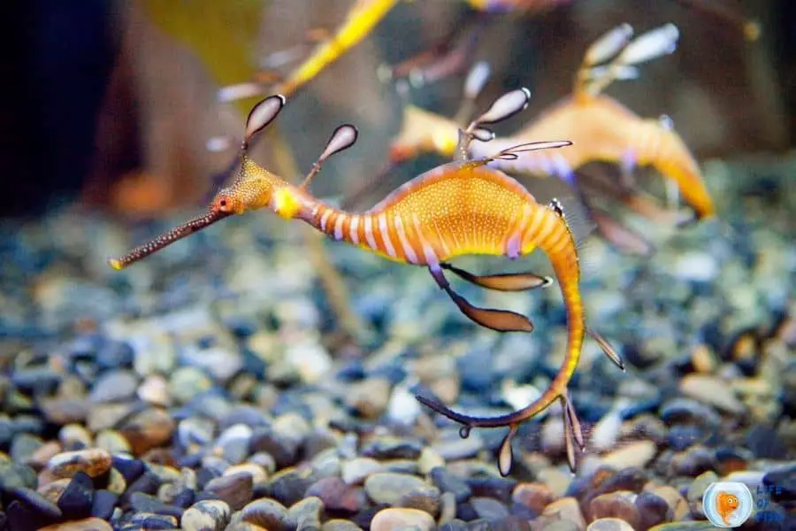 Fish That Looks Like A Dragon