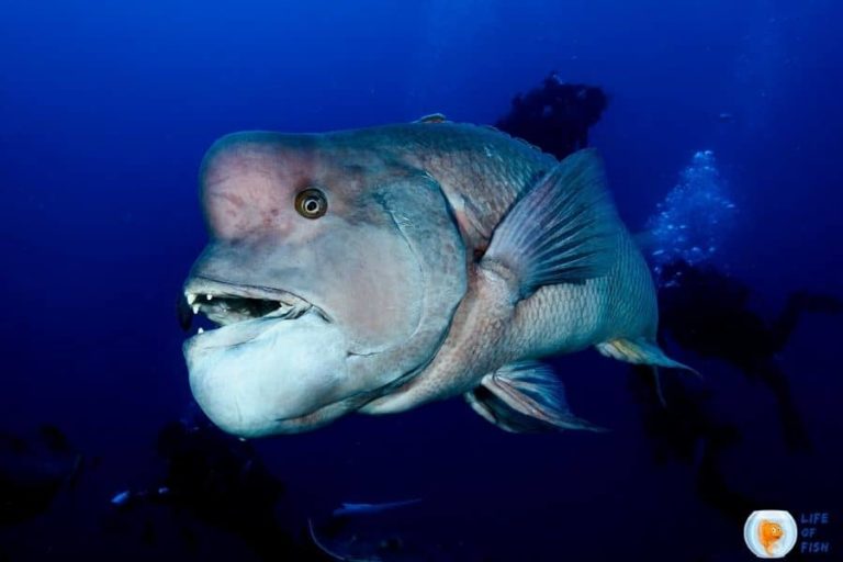 Discovering The Asian Sheepshead Wrasse: A Comprehensive Guide