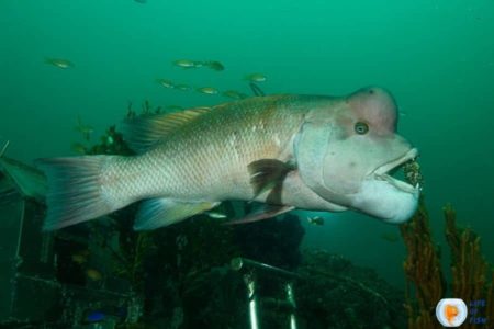 Asian Sheepshead Wrasse | Incredible Facts About Them |
