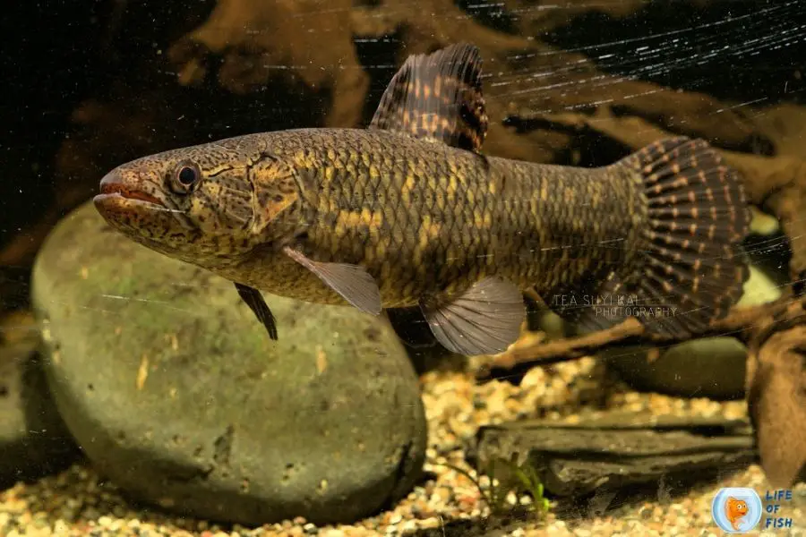 Black Wolf Fish Care ( What Do You Know About This Black Beauty ? )