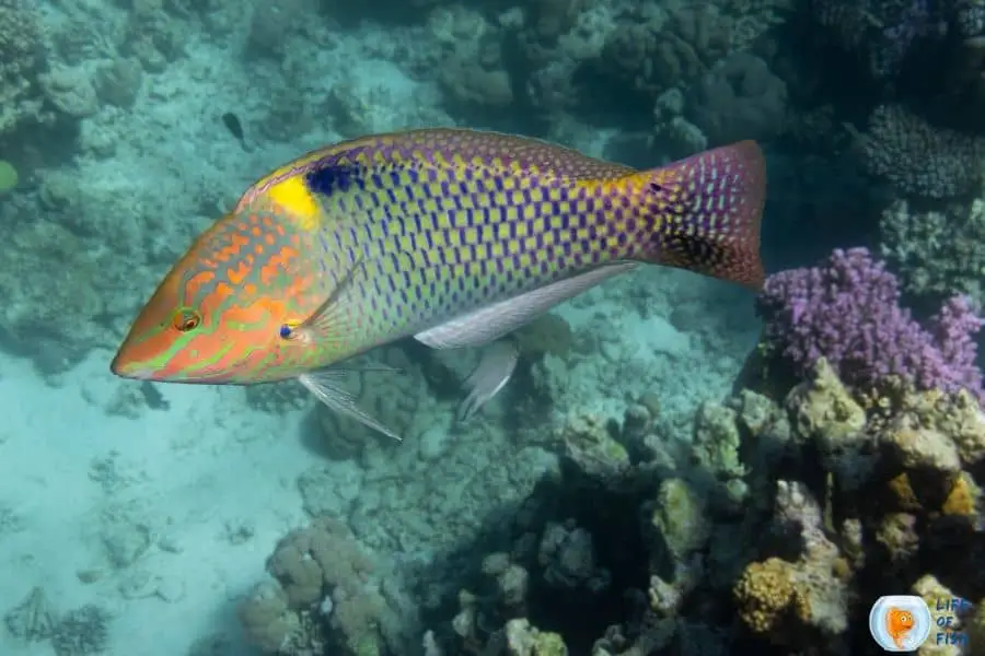 Checkerboard Wrasse