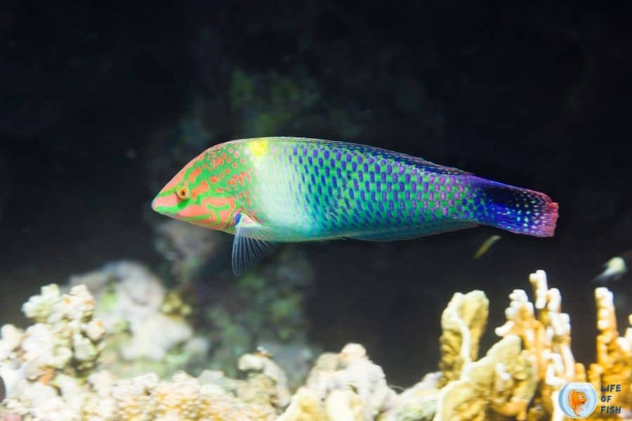 Checkerboard Wrasse