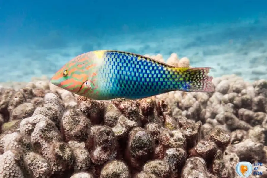 Checkerboard Wrasse