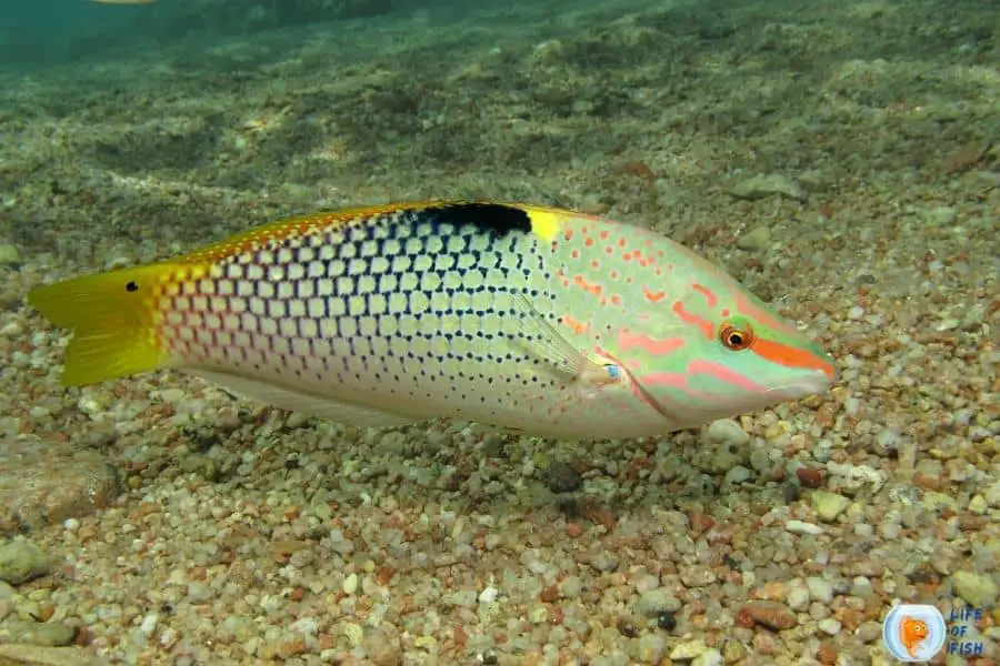 Checkerboard Wrasse