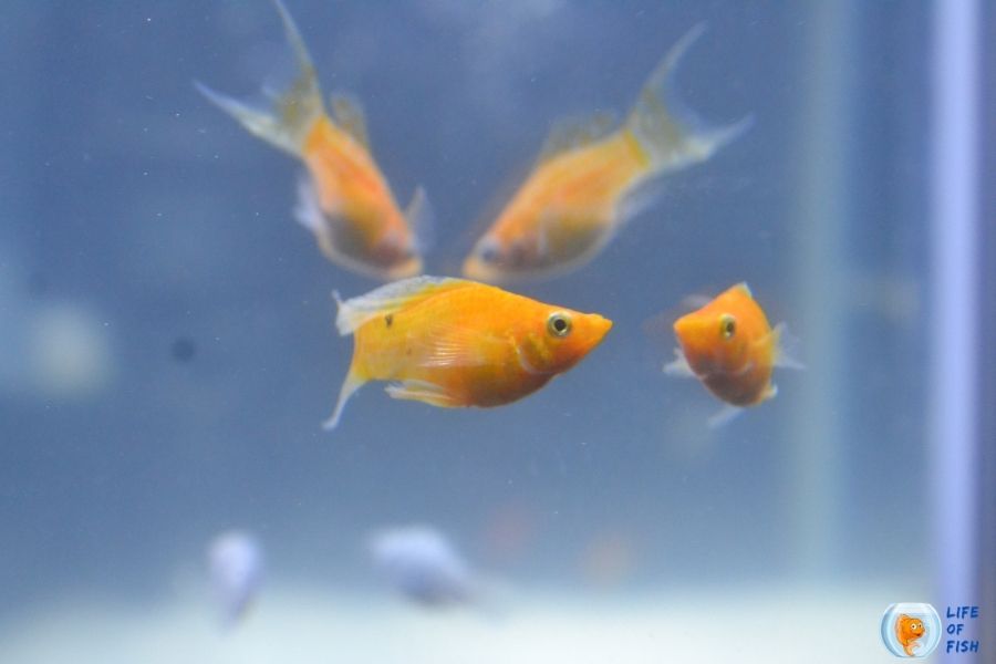Does Molly Fish Give Birth All At Once? ( Surprising Answer )