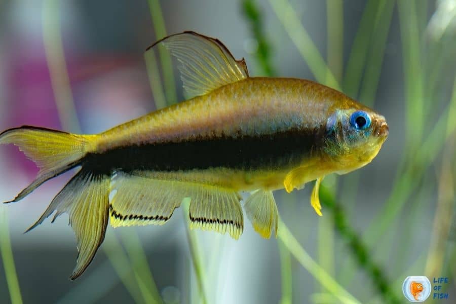 Emperor Tetra