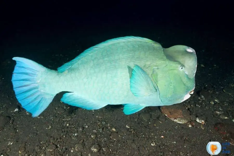 Green humphead parrotfish