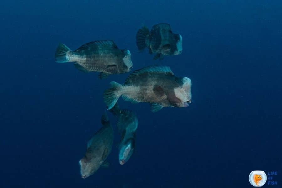 Green humphead parrotfish