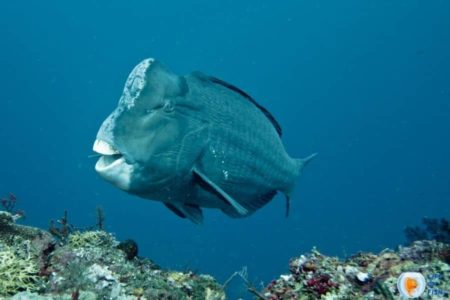 Green Humphead Parrotfish | A Weird Fish With A Hump |