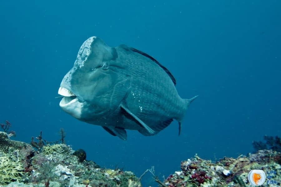 Green humphead parrotfish