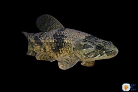 Hoplias Aimara Fish Care ( They Can Be Voracious Than Pirranha )
