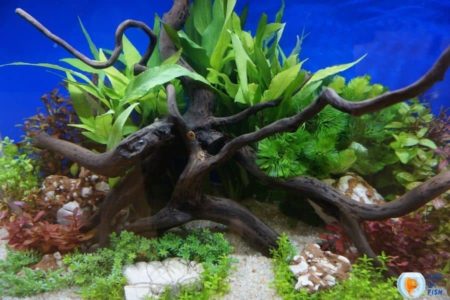 How To Make Wood Safe For Aquarium? (Step By Step Guideline)