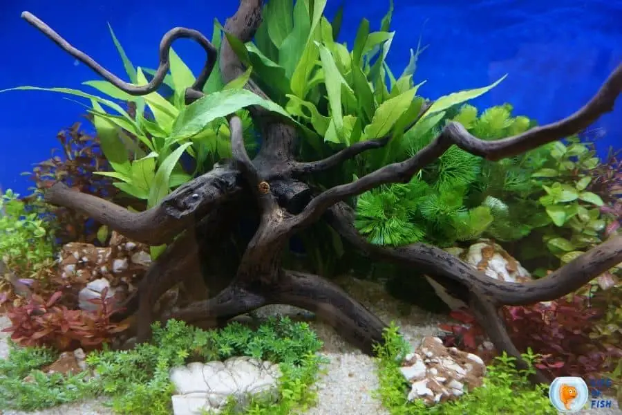 How To Make Wood Safe For Aquarium