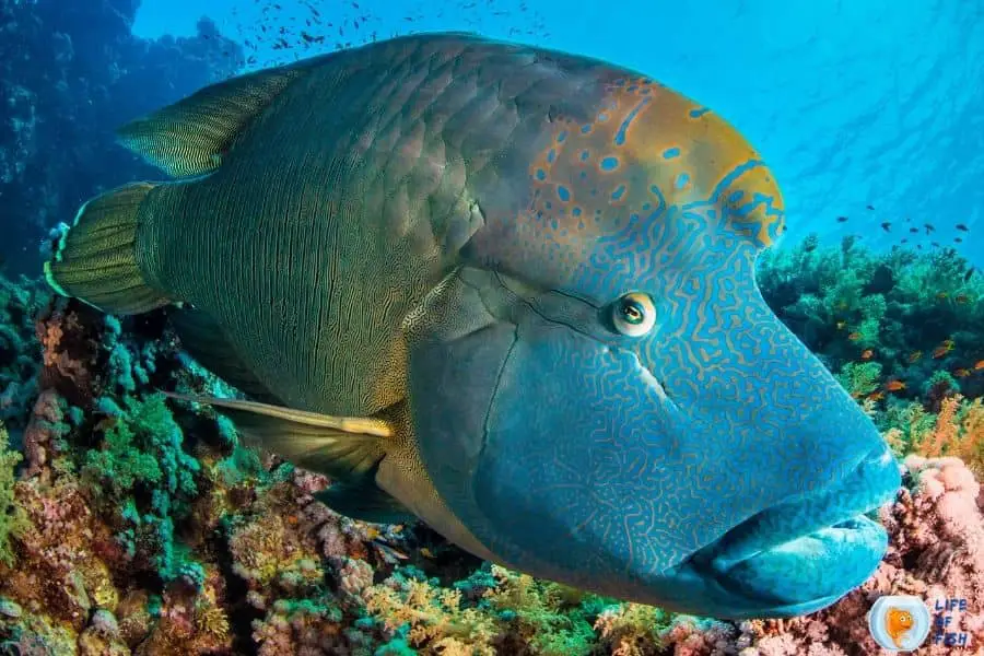 Humphead Wrasse