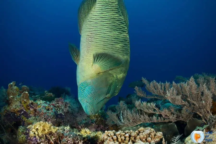 Humphead Wrasse