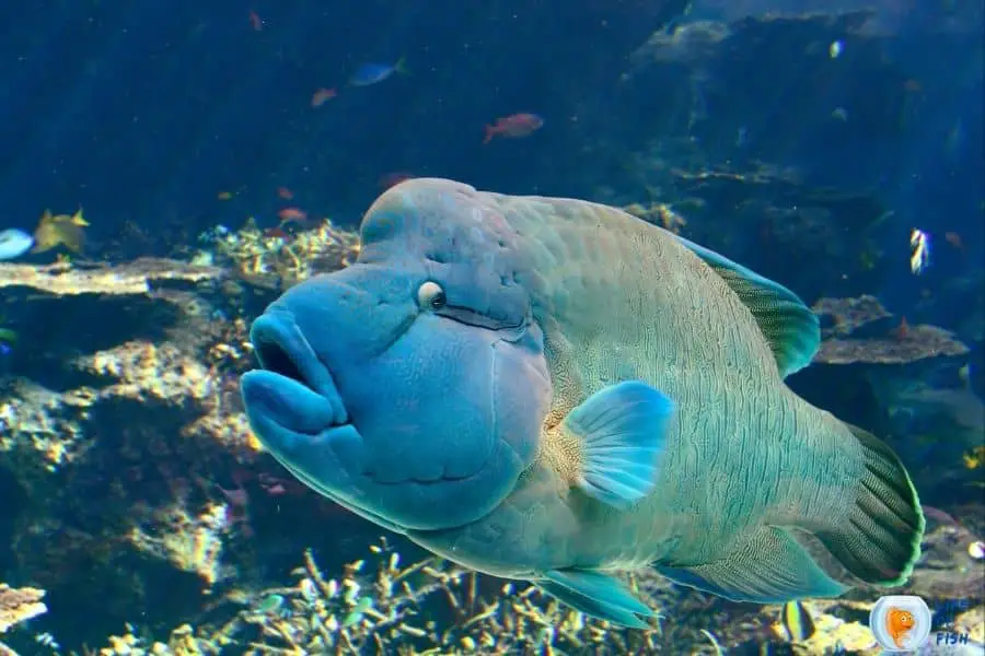 Humphead Wrasse