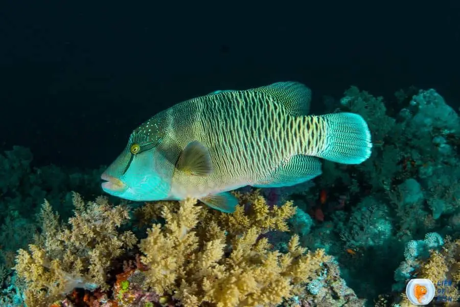 Humphead Wrasse