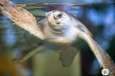 Is Hot Glue Toxic To Turtles? (No, But You Should Know This)