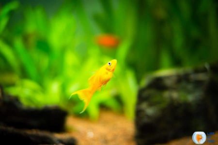 Do Mollies Eat Algae ? ( Everything You Need To Know )