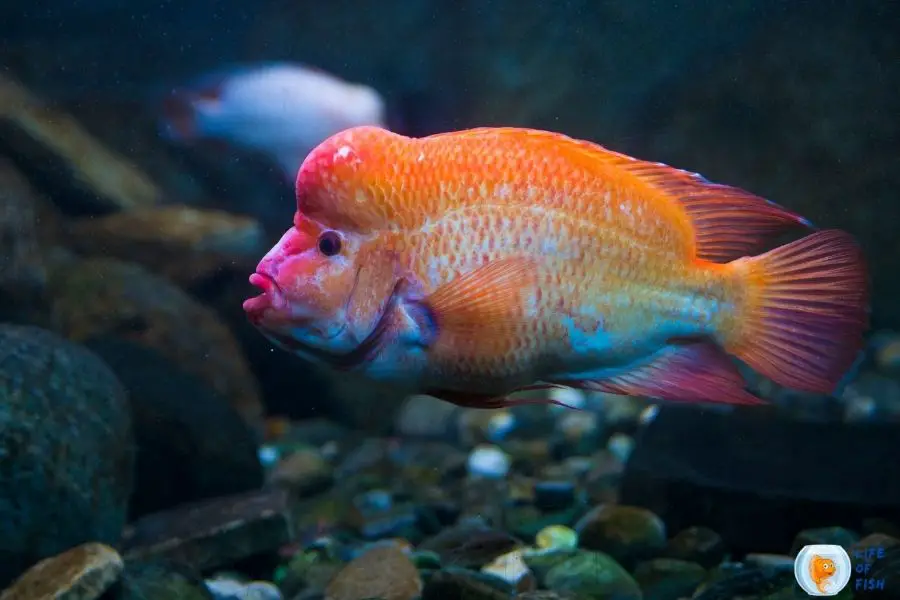 Red Devil Cichlid