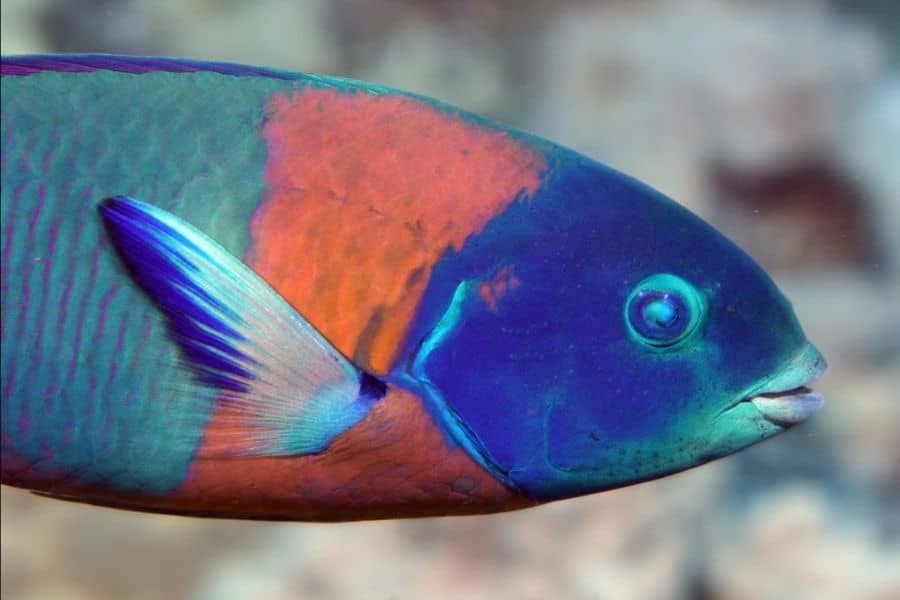 Saddle Wrasse