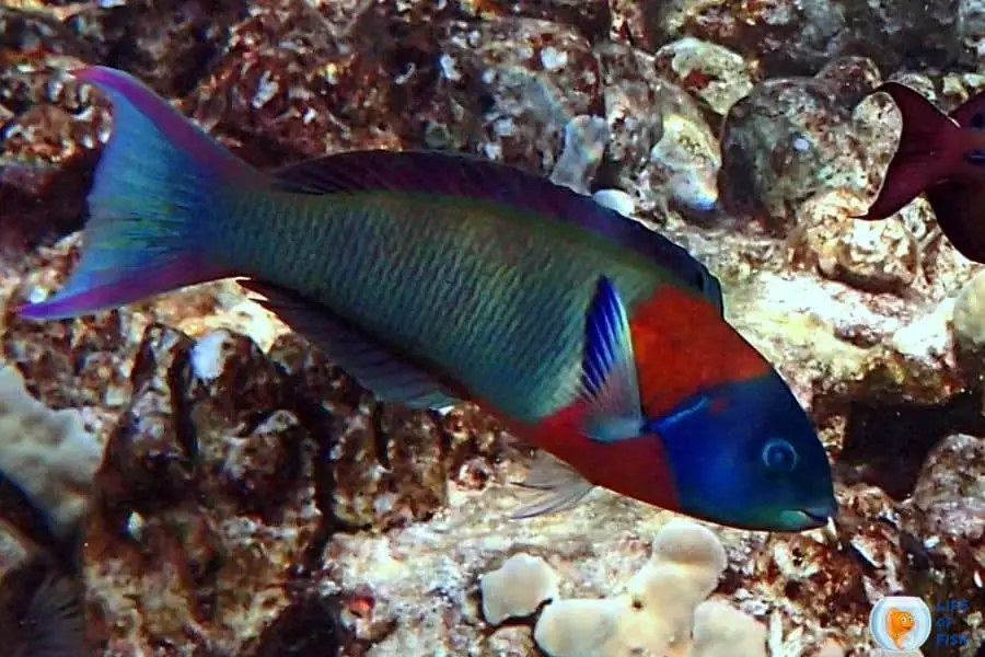 Saddle Wrasse