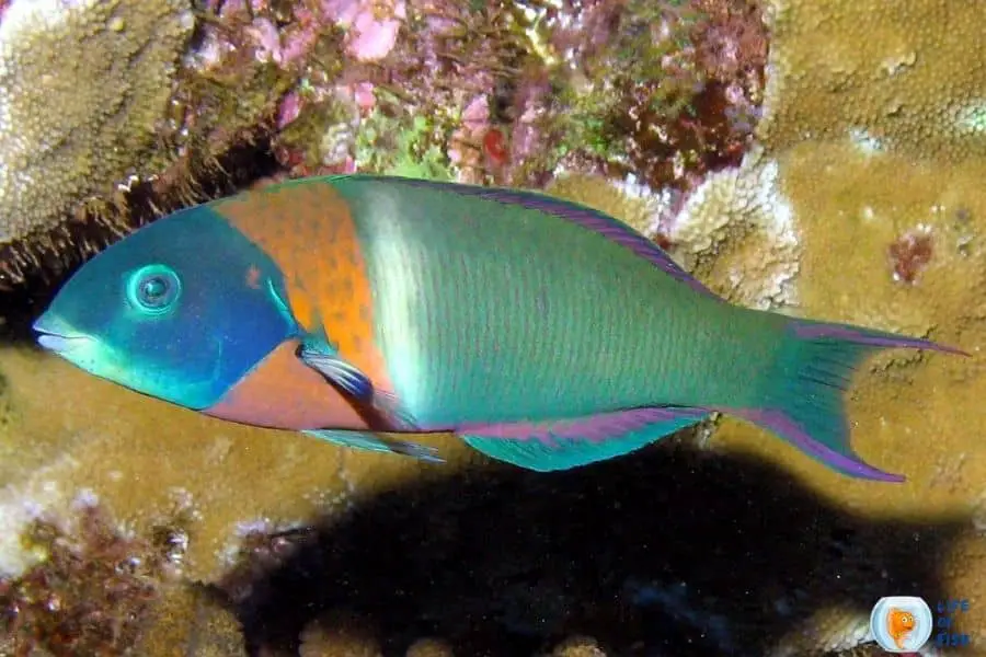 Saddle Wrasse