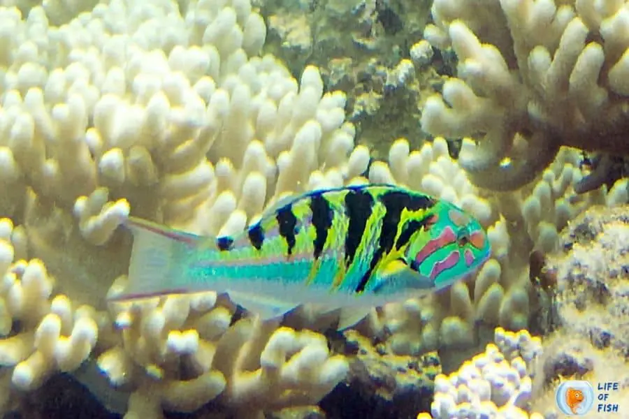 Sixbar Wrasse