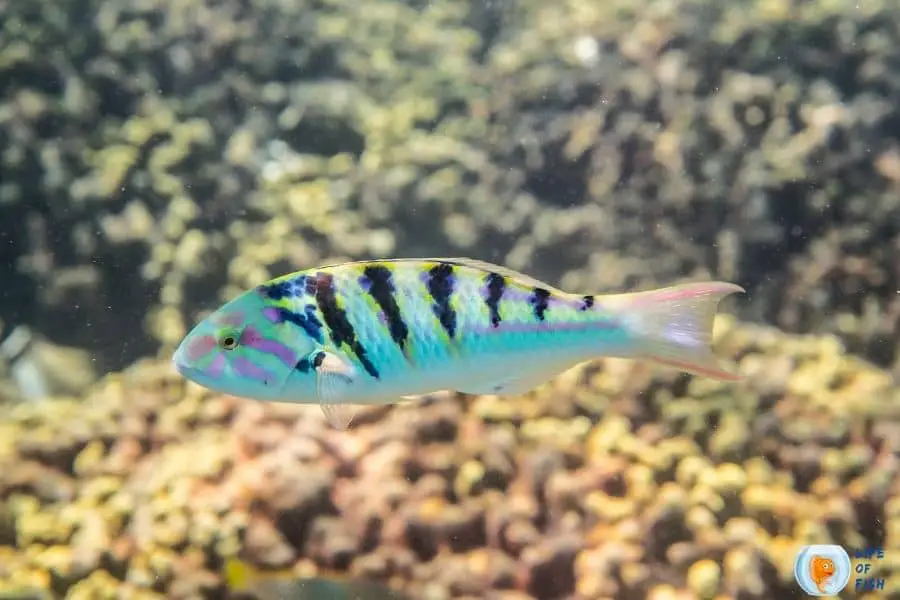 Sixbar Wrasse