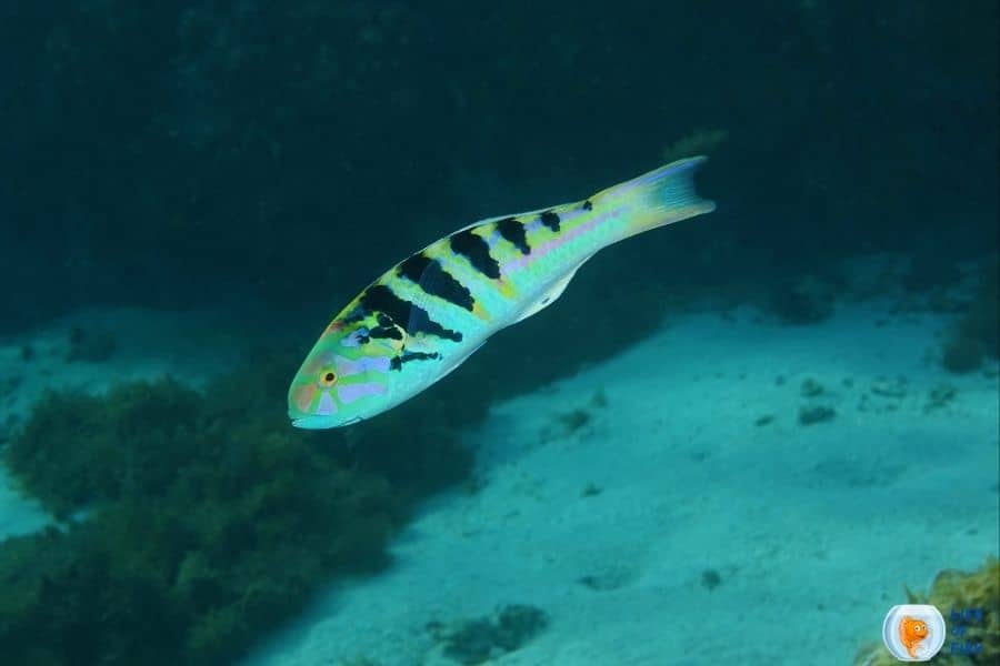 Sixbar Wrasse