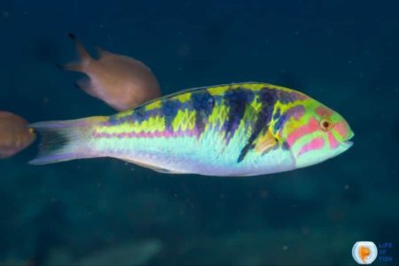 Sixbar Wrasse (Thalassoma Hardwicke) | Incredible Marine Fish |