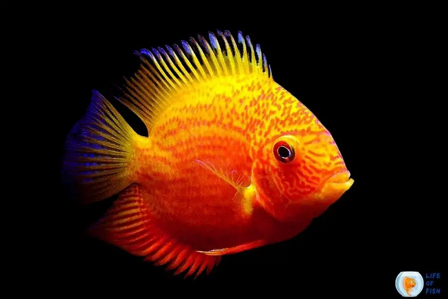 Super Red Severums