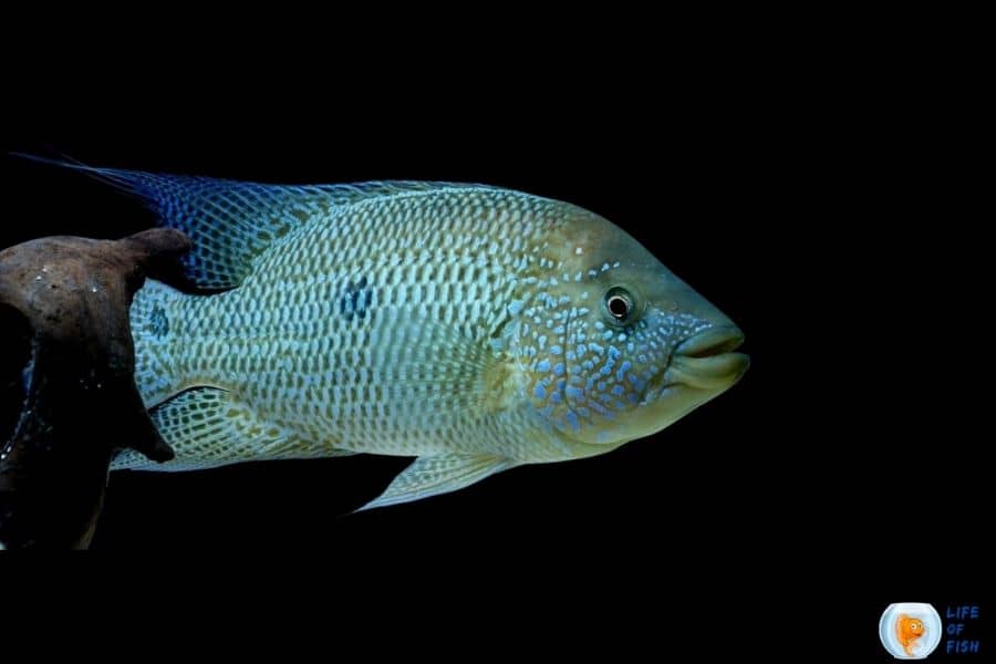 umbee cichlid