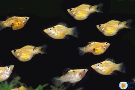 Do Molly Fish Eat Their Own Poop? ( Surprising Answer! )